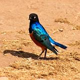 TANZANIA - Ngorongoro Crater - 39 Superb Starling Bird